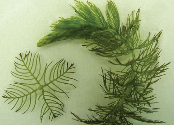Native Northern Milfoil